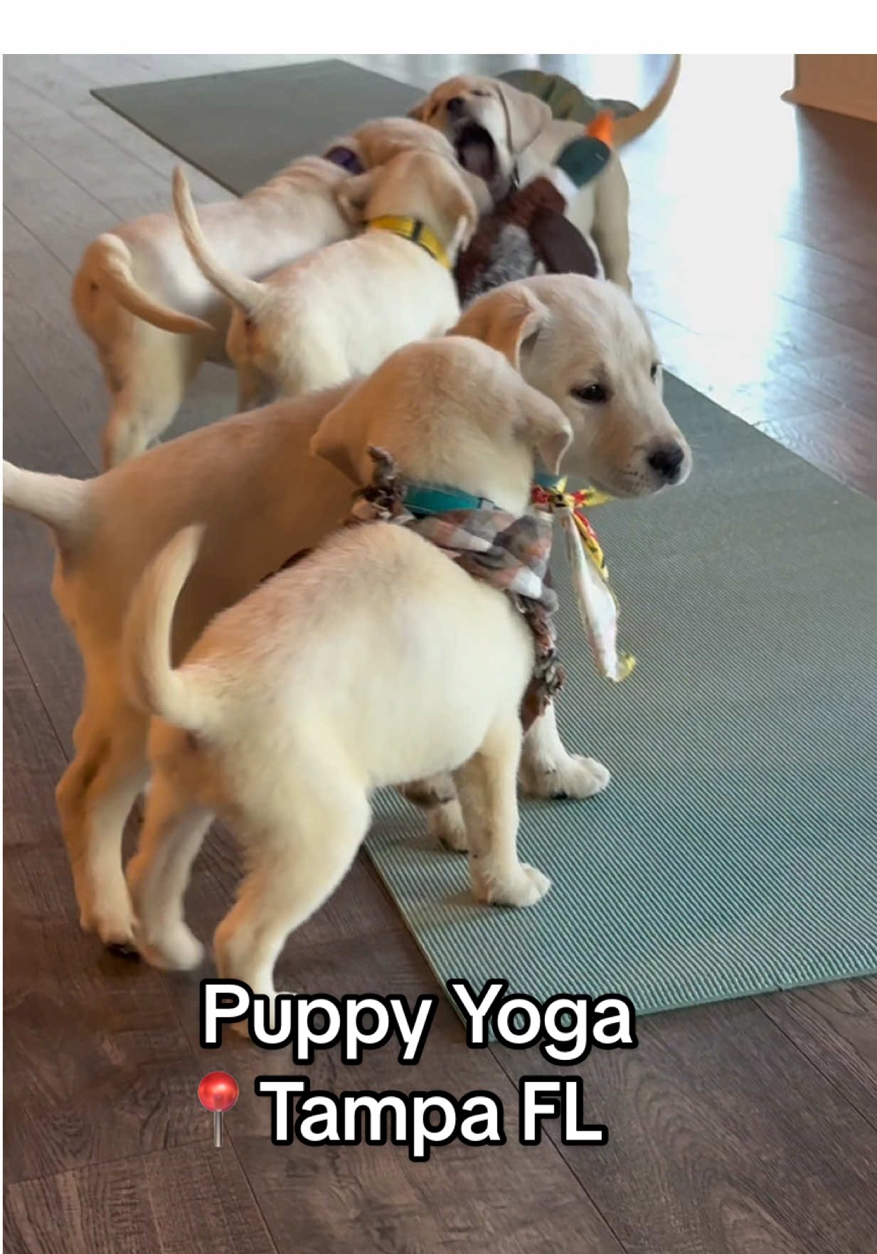 Best experience ever 🥹🫶🏼 @Puppies & Yoga US #puppyyoga #wlw #wuhluhwuh 