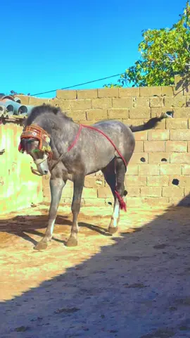 #علفةاولادعبدالهادي #فرسان_الخيل #فرسان #وعادي_الغرب #