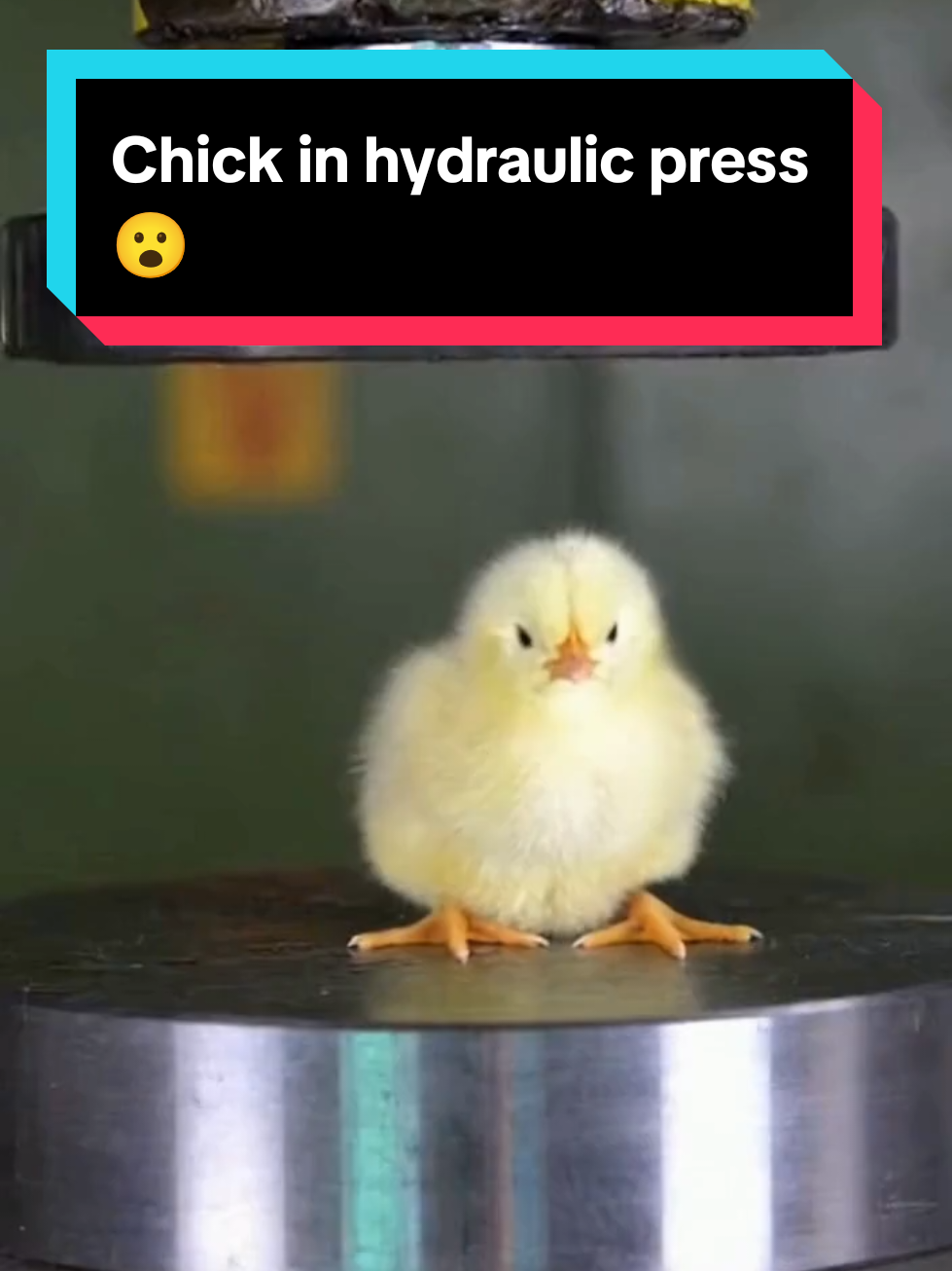 Chick In hydraulic press 😮 #chick #hydraulicpress #viral #ai #sora 