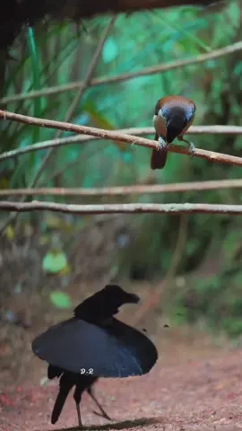 Beautiful pictures of some birds dancing #bird #dance #nature #foryou #fyp 