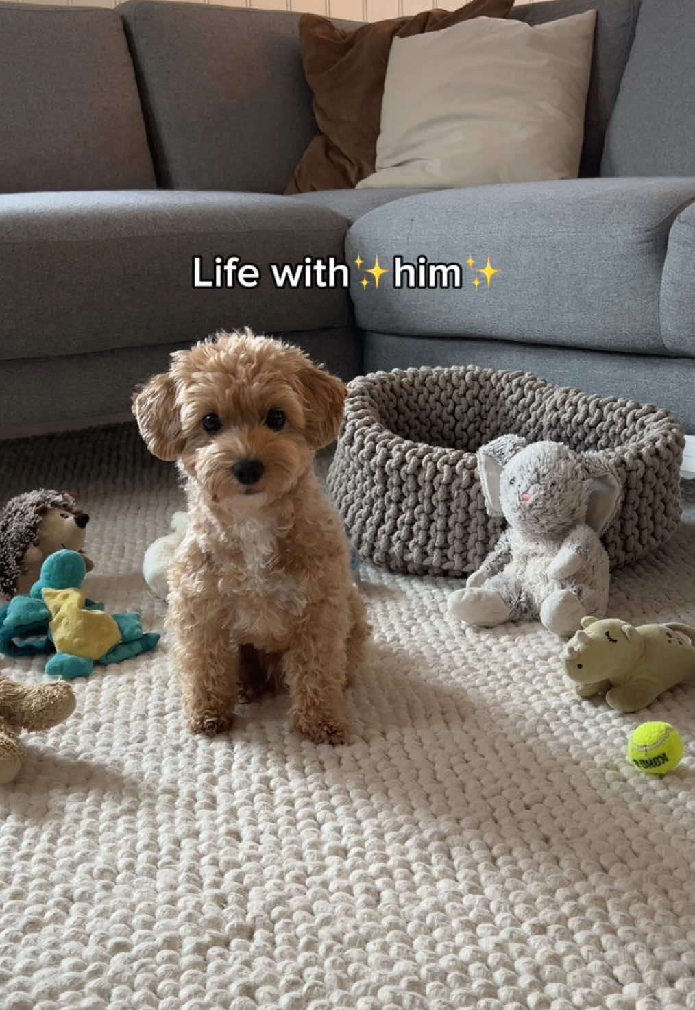 Life with Bingo 💛🧸 #lifewithhim #trend #cute #maltipoo #dog