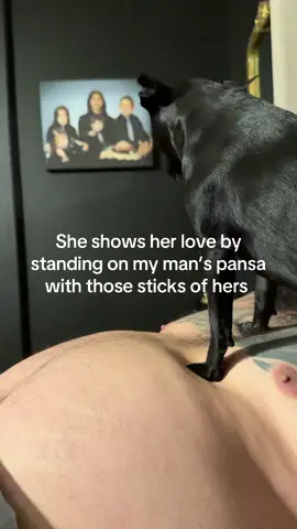 🤣🤣🤣 #chihuahua #perros #dogs #pets #Love 