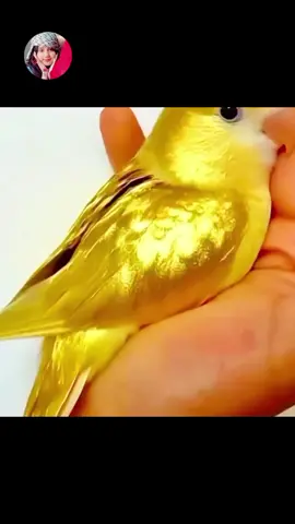 #আসসালামু_আলাইকুম #ইসলামিক_ভিডিও #🥰🥰🥰🤲🤲🤲🤲🤲🤲🕌🕌🕌🕌🕌🕌 