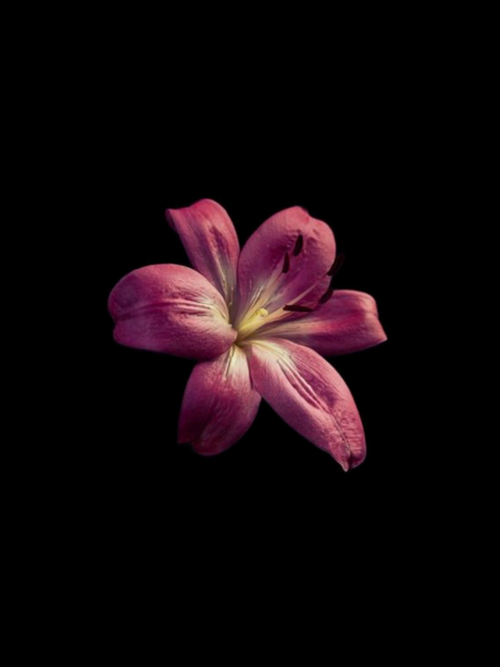 kamin - JONY:) 🛐✨ یه آهنگ شاهکار روسی:) 😭🛐 اگه خوشت اومد فالو کن...  .  .  .  #lyrics #lyricvideo #music #fyp #foryou #persianmusic #songlyrics #sadvibes #tiktokmusic 