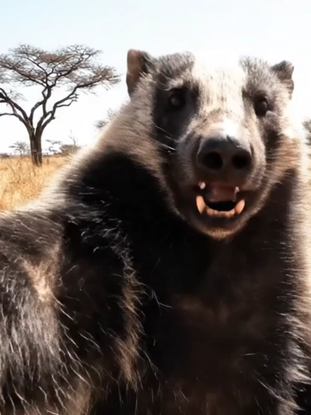 أخطر حيوان فالعالم كيعطيك درس فالحياة... #3ssila #عسيلة #Shorts #HoneyBadger #Cobra #Survival #Morocco #Darija #ضحك #كوميديا # #FunnyAnimals #D7k #المغرب🇲🇦 #غرير_العسل #Africa #Vlog #FoundFootage #Badass