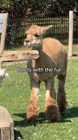 היילייטס טיול לחווה