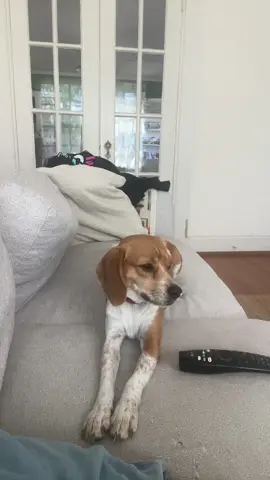 #dog #beaglesoftiktok 
