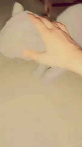 tiger meow #catsoftiktok #Viral #duet #lovely #meow 