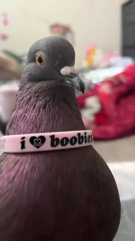 #pigeon #fyp 