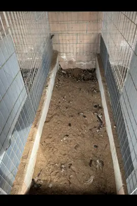 Siempre #corridos #gallos #galleras #galleros #gallerosdecorazon 