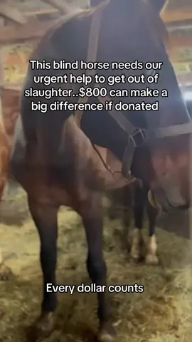 This blind horse needs our urgent help to get out of slaughter..$800 can make a big difference if donated #fyp #goviral #sanctuary #horse #newyork 
