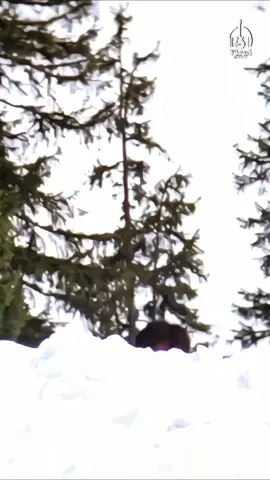 🙌❤#sharukhkhan #kajoldevgan #bollywood #lewatberanda #fypシ゚ 