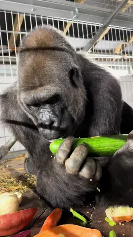 How are you eating your cucumber?! 🖤🦍 #fyp #gorilla #zookeeperlife #eating #asmr 