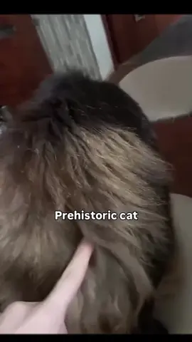 Neko !1015 #foryour #fyp #meme #catsoftiktok 