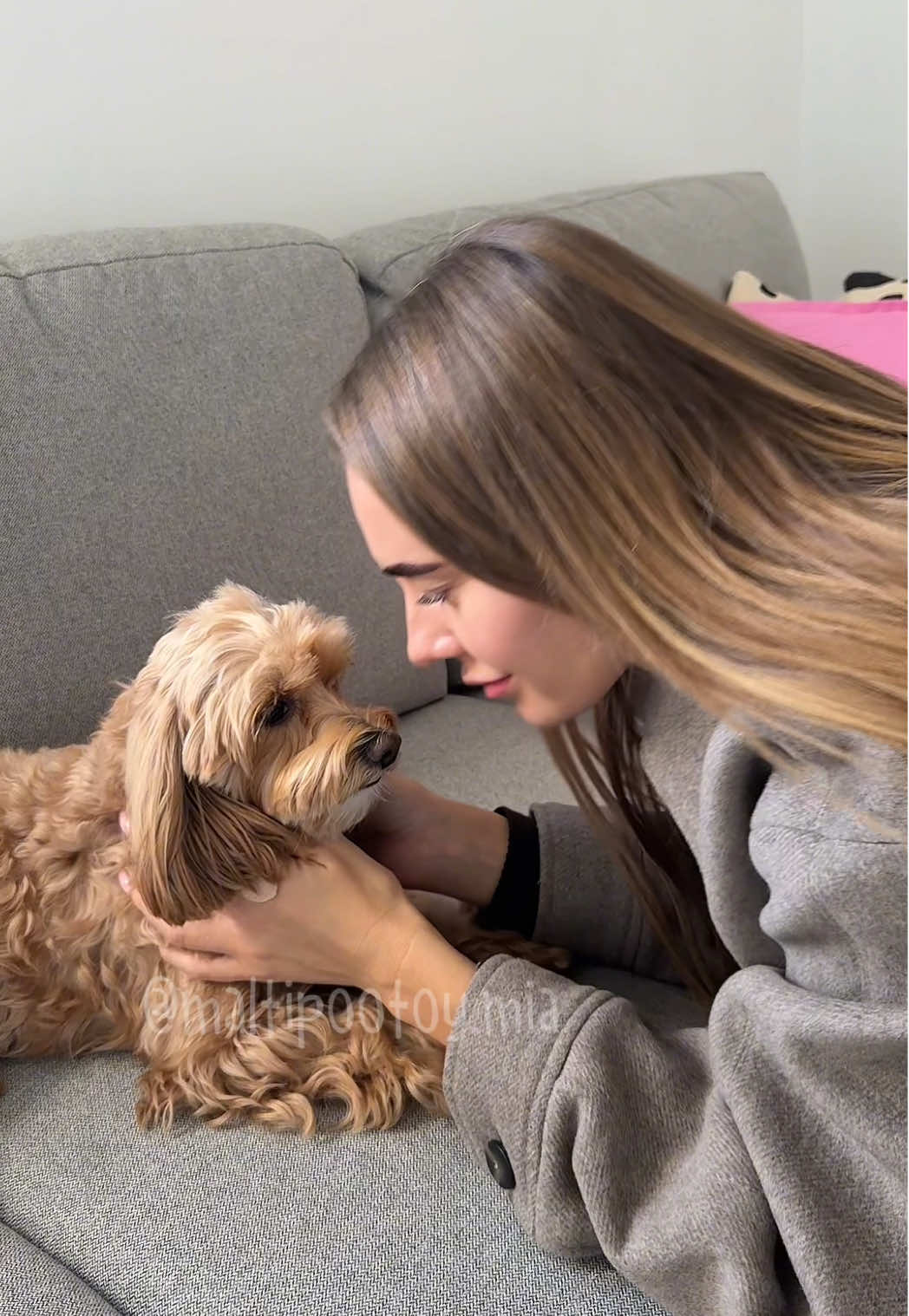 Oh nooooo 🥹🥹🥹🥹🥹🏋🏻 #maltipoo 