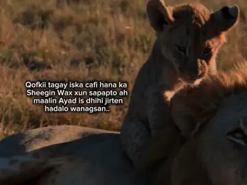 Typing.... Sxp mcn veiws xumo aa jirto .. #viewsproblem #fpyシ #somalitiktok #fouryoupage 