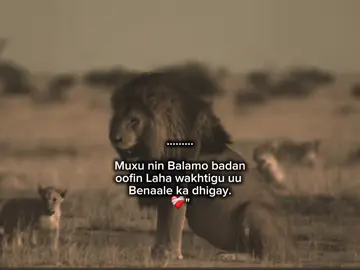 waqtigu benale kadhigay.🥲 #isthebest #1m 