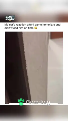 #trending #xyzbca #cat #catsoftiktok #cats 