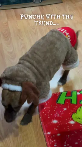 My Punchito with the trend #doghumor #christmasdog #christmasseason #dogsoftiktok #furbaby 