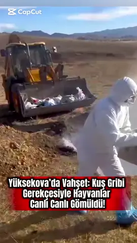 “Yüksekova’nın Altınoluk köyünde kuş gribi gerekçesiyle yapılan imha çalışması insanlık dışı görüntülere sahne oldu. Yaklaşık 300 kanatlı hayvan, Tarım İlçe Müdürlüğü ekiplerince canlı canlı toprağa gömüldüğü görüldü.” @yuksekovahalkinsesi (Küfür ve hakaret içerikli yorum yazmayınız.)