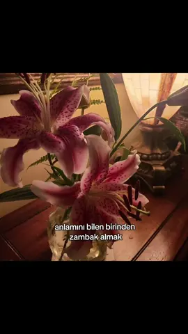 Anlamı: Derler ki tanrilarin en eski çaglarinda, kalbi bir kez kirilip da tekrar atan insanlara zambak fisildanirmis. Zambak, her çiçekten farkliymis Çünkü onu sevmek kolay degilmis. Ne gül gibi cilveli, ne papatya gibi çocukmus. Zambak, suskunmus. Gururlu, mesafeli, zarif ama ayni zamanda karanlik. Zambak seven insanlar da böyleymis. Siradan asklara yüz çeviren, sevdiginde dibine kadar seven, sevdikçe kendinden vazgeçen... Onlar için ask, bir oyun degil, bir ibadetmis. Kalplerinde hafiflik degil rinde hafiflik degil yangin aniamini istermisler. tasirlarmis. Sevilmekten çok, yakilmak zambak almak... Zambak seven biri sana gözlerinin ucuyla bile bakiyorsa, bil ki o an her seyi düsünmüstür : Seni, geçmisini, en sevmedigin yönünü bile sevip sevmeyecegini.. Çünkü onlar severse bir ömür susar, ama bir daha da unutmaz. Bu yüzden Zambak sevenlere dikkat et derler onlar siradan bir gülüse degil, içini paramparça eden suskunluga asik olur. #zambak #cicek #flowers #kesfet 