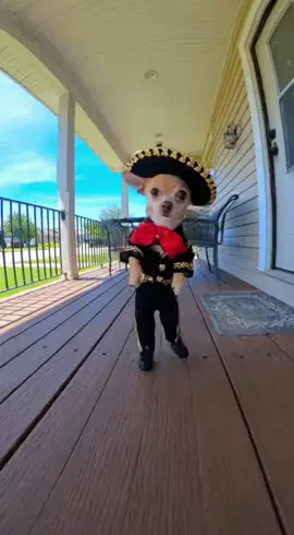 #funnyvideos #chihuahua #latinostiktok #dogsoftiktok #fyp 