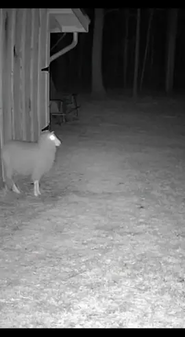 #are #scary #fy #cctv #skinwalker What is this strange creature? 