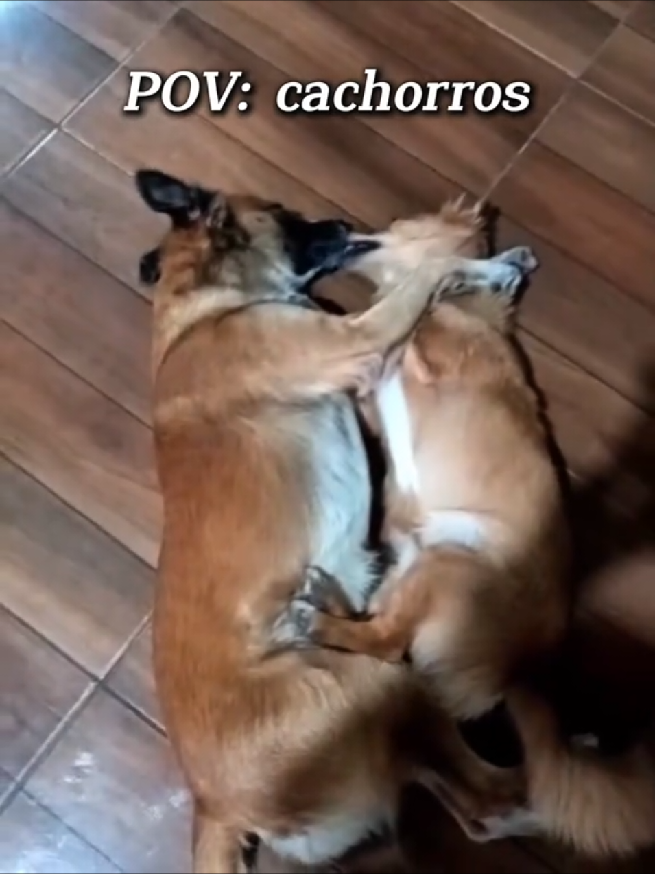 Pov: Cachorros ✨😂  🙏🏻ME SIGAM ❤️ . . #dog #dogsofttiktok #cachorro #memestiktok #humor 