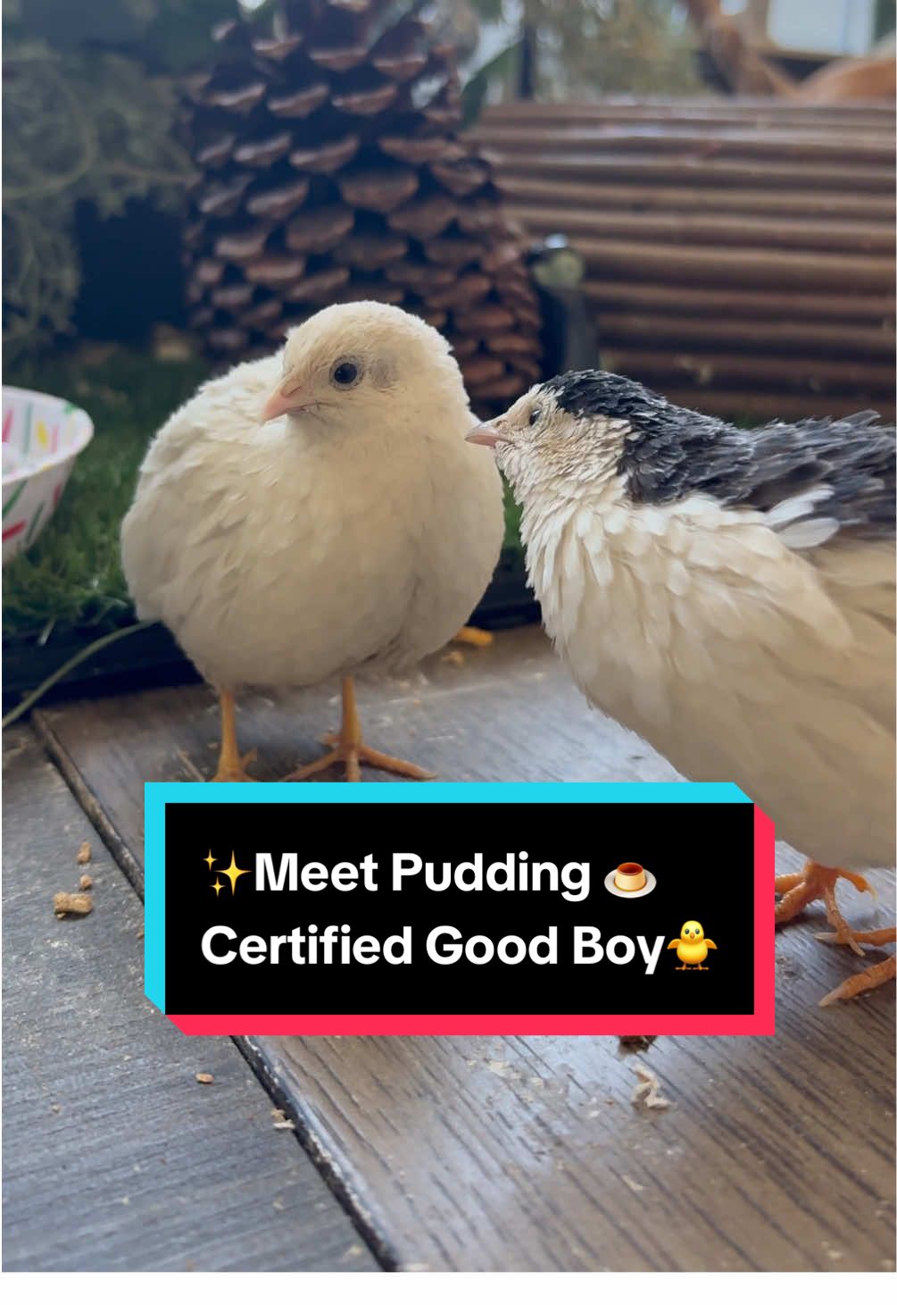 Meet Pudding. The shyest, sweetest little gentleman quail-ity in all of Quail Town 🐣 He’s round, soft, and so polite it hurts. A proud member of the Introvert Club, Pudding is here to gently warm your heart and remind you that it’s okay to be quiet. As Quail Town’s human mayor, I’ve made it official: Pudding is the emotional support bean we all need. I might be just a little too emotionally attached to this soft bean. Watch him walk, fluff, and charm your soul💛 Thank you for visiting my little Quail Town✨🐥🐥🐥✨ #birdlovers #buttonquail #housepet #petbird #birdmom 