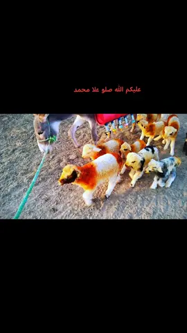 #الحديدين_ولهيبة_تسطر515 مرايع ابو رعود