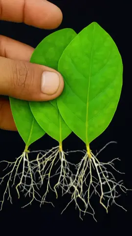 مش معقول تجذير واستنساخ اى نبات من الاوراق زراعة الفل من الاوراق اكثار نبات الفل والياسمين  والجاردينيا تجذير واكثار النباتات من الاوراق