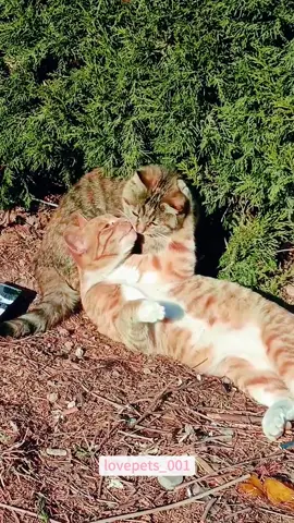 So Dramatic.🤣🤣🤣#cat #cats #catsoftiktok #catlover #funny #foryou #funnyvideos #funnyanimals #viral #fypシ #funnytiktok #fyp #cute #usa🇺🇸 