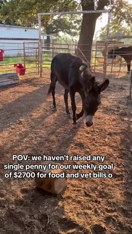 POV: we haven't raised any single penny for our weekly goal of $2700 for food and vet bills. #donkeyrescuemission #EndAnimalcruelthes #ADOPTED #EndAnimalAbuse #DONKEYRESCUE #BreakTheSilence #donkeyrescue 
