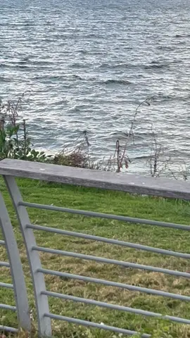 وكل ما نقول حيفا نعجز عن الوصف🥰#حيفا_عكا_يافا_جنين_القدس_الخليل_سخنين #يافا_تل_ابيب_نتانيا_عكا_حيفا #امالفحم_طيبه_كفرقرع_طيره_باقهالغربيه_ #بئر_السبع_رهط_شقيب_اللقيه_حوره_كسيفه #جورج وسوف