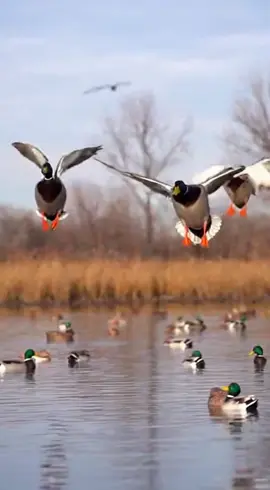 Crash landing 🤣🤣🤣 #ducks #hunting #duckhunting #nature #mallards 