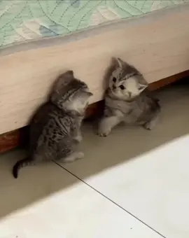 il se tape dessus 🤣🤣 #animaux #chat #videoviral #viral #pourtoi 