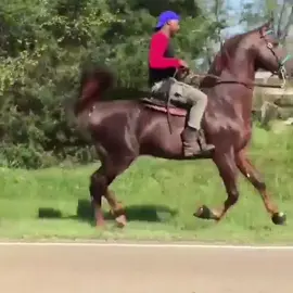 #اكسبلور_explore_نجران_يام😂😂 #الهندي يام ٩١١ #الخيل_عشق_لاينتهي🐎❤️ 