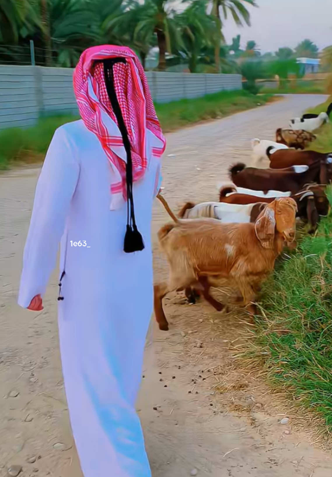 #creatorsearchinsights  غنام ماني غنام هلج خلوني راعي 👌😡#نسر_آل_دليم🦅 