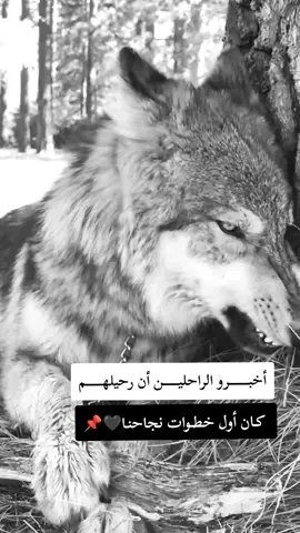 #fyp #F #f #شعب_الصيني_ماله_حل😂😂 #شلفاوة_والحلاوة🔥 