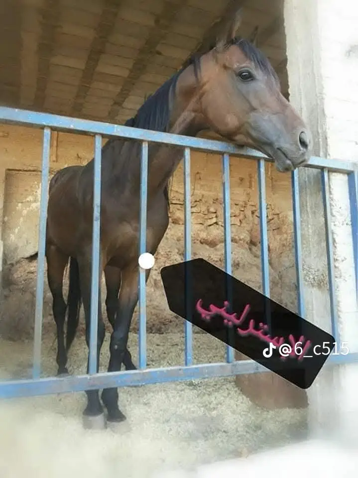 #مالي_خلق_احط_هاشتاقات🧢 #تجويك_خيل_السرعه #نادي_البنوراما_للفورسيه #نادي_الباديه_الوسطى_لسباقات_خيول_السرعه #نادي_جبيل_اردني_للفروسيه 