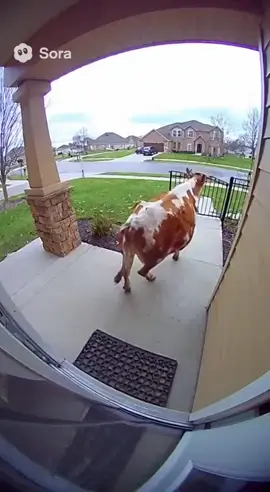 #sora #cow #ai @𝐌𝐢𝐥𝐢𝐭𝐚𝐫𝐲05 