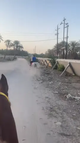 #الاحساء #خيل_وخياله🐎 #محظور_من_الاكسبلور🥺 #اكسبلور #لايكات 