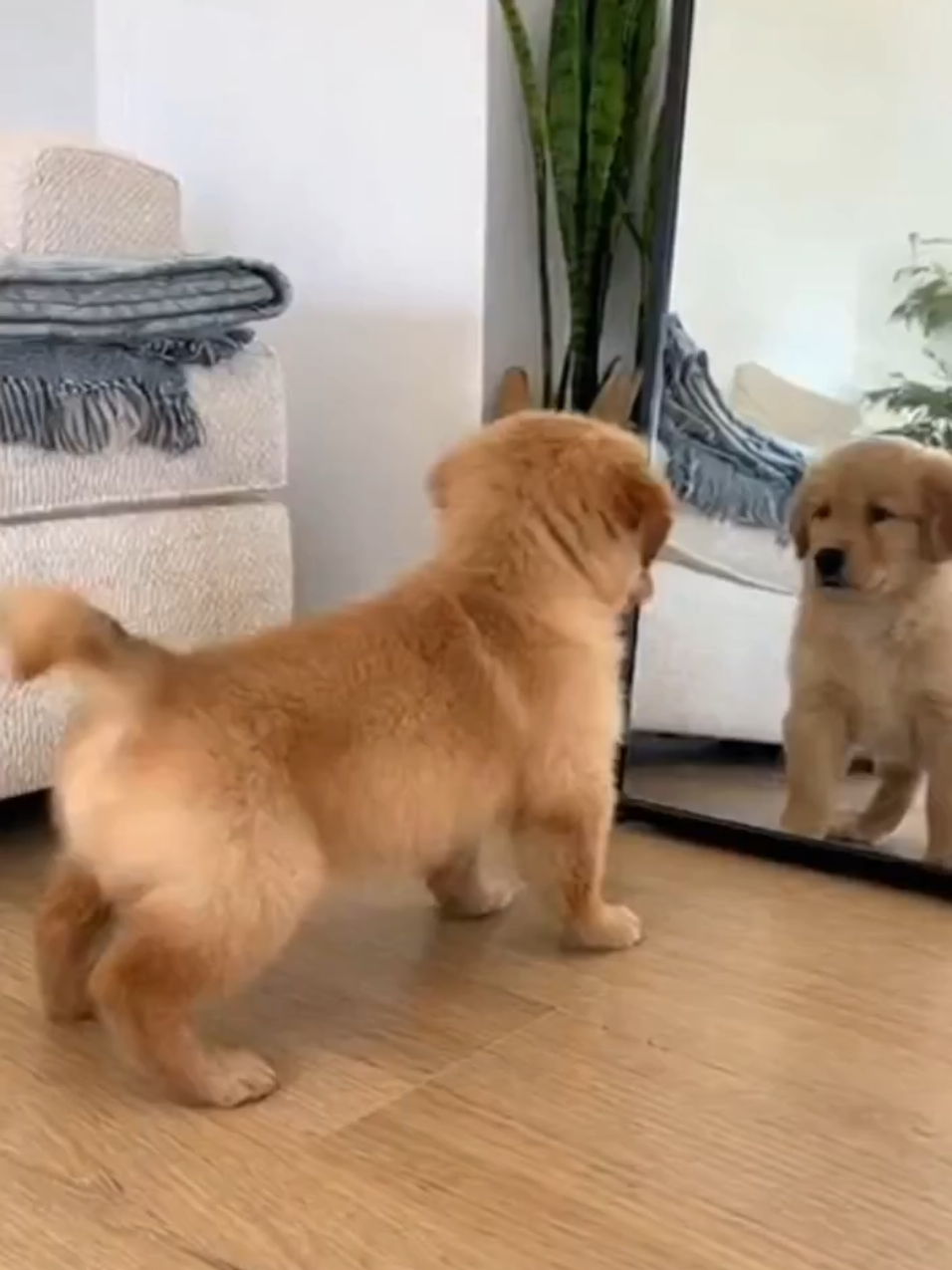 🎬 3. The Doorbell Warrior #creatorsearchinsights #fyp #dog #viral #funnydog 