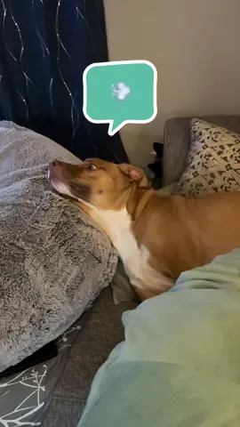 When she’s on the verge of zoomies it doesn’t take much to set her off 😂 #dogzoomies #sillydog #pittiesoftiktok #pibble