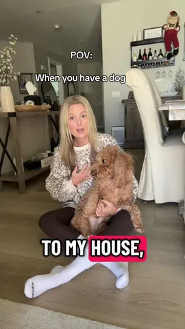 Doesn’t he look so scary?!  You may not get bitten, but you are about 95% likely to get peed on!  I don’t think he will ever outgrow the “happy pee” and he’s 3.5. He LOVES when people give him love ❤️  #goldendoodle #minigoldendoodle #dogs #fyp #trending 