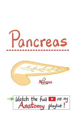 Anatomy of the Pancreas - Anatomy of Abdomen...#medical #medschool #nurse #doctor 