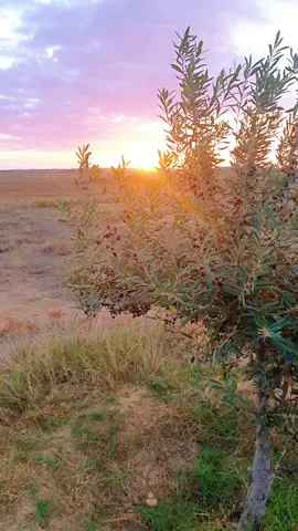 #بئر_العاتر_يا_دولة♥️❤️💪  #القصرين_الأرض_الحرشة_تونس🇹🇳_الجزائر🇩🇿  #ارضى_بما_قسمه_الله_لك  #foryoupage❤️❤️  #✌️📸 