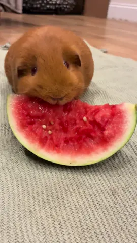 Luna enjoying her watermelon this evening 🍉  #guineapigsoftiktok #guineapigrescue #guineapigfood #feedingtime #guineapigs 