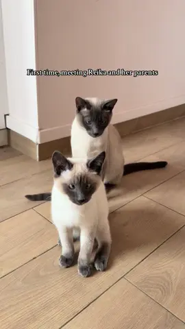 Reika 💕 #siamesecat #kitten #strabismus #female #fyp