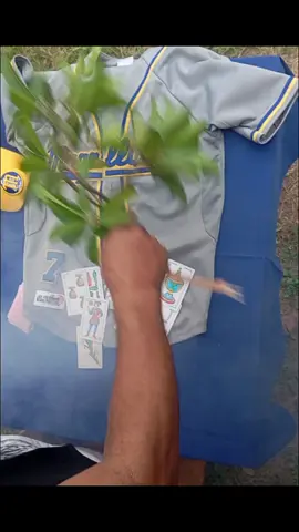 Despojando al Magallanes; a ver si gana una #videorisa #humor  #naturaleza #beisbolvenezolano #elmundo 